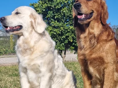 Golden Retriever – Inverell