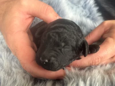 Goldendoodle – Ingleburn