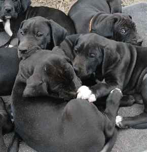 Great Dane – Tintinara