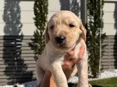 Groodle – Shailer Park