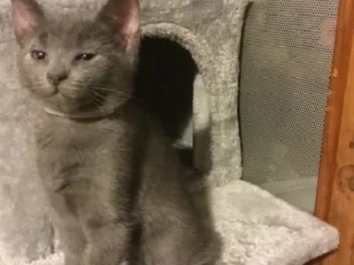 Heaven Scent Russian Blue kittens