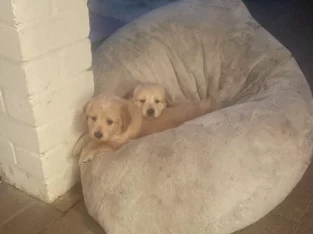 Hungarian Vizsla X Maremma sheepdog puppies