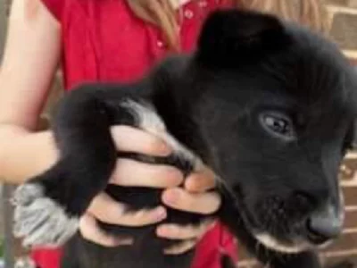 Husky/Kelpie puppies