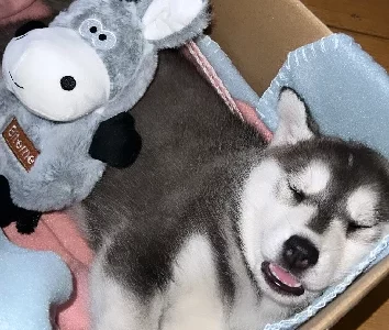 Husky – Narre Warren South