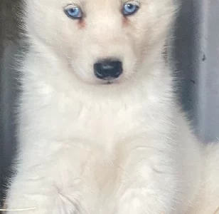 Husky – Pound Creek