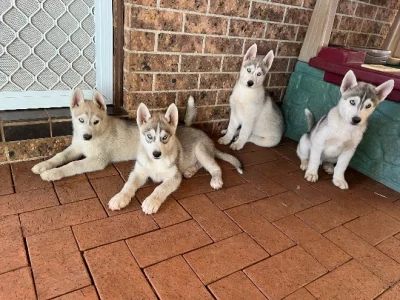 Husky – Rooty Hill