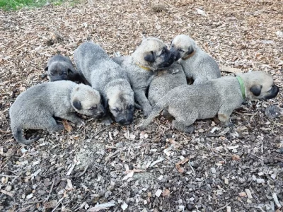 Irish Wolfhound – Birralee