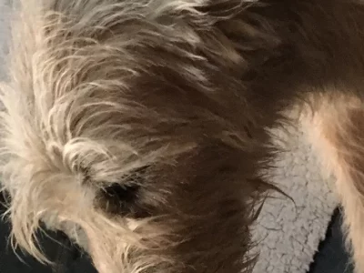 Irish Wolfhound – Cromer