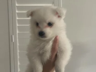 Japanese Spitz – Berwick