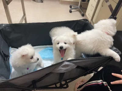 Japanese Spitz – Carlingford