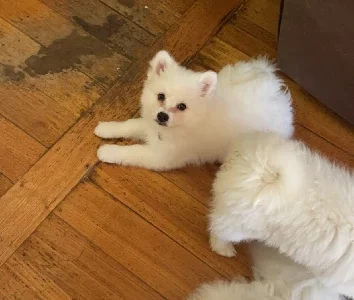 Japanese Spitz – Maddingley