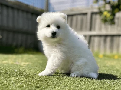 Japanese Spitz – Pure Breed – 1 BOY & 1 GIRL LEFT