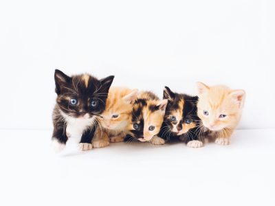 The Importance of Vaccinations for Your New Kitten