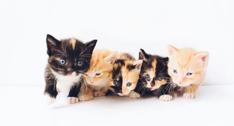 https://petsforhomes.com.au/wp-content/uploads/2024/06/kittens-together-760x410.jpg
