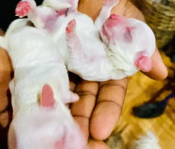 Maltese – Tea Tree