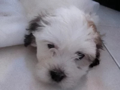 Maltese Shih Tzu – Morley