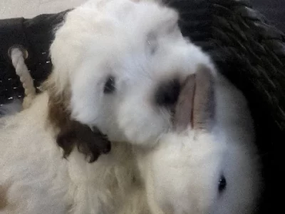 Maltese Shih Tzu – Morley