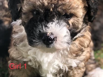 Maltese Shih Tzu Poodle