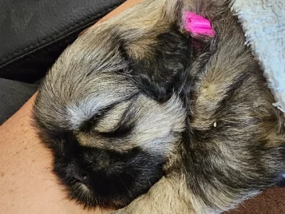 Maltese Shih Tzu – Tallong