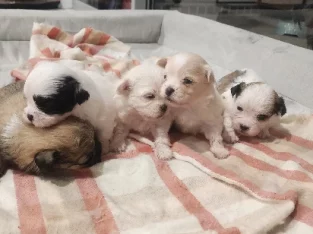 Maltese x Shih Tzu Puppies