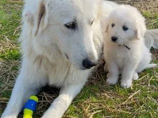 Maremma puppies