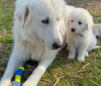 Maremma puppies