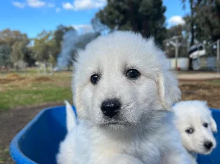 Maremma puppies 5/7/23