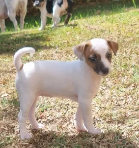 Mini Foxie Girl 8 weeks