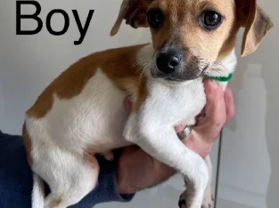 Mini Jack Russell Terrier