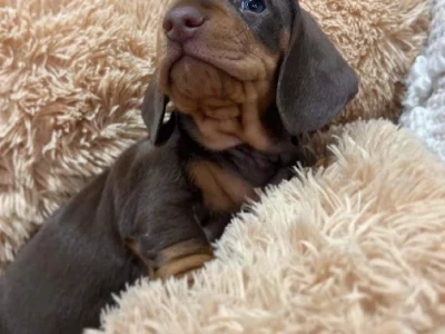 Miniature Dachshund – Highfields