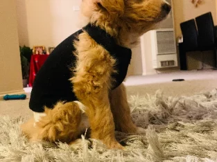 My puppy is looking for a new home