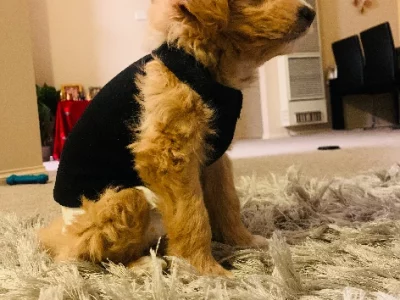 My puppy is looking for a new home