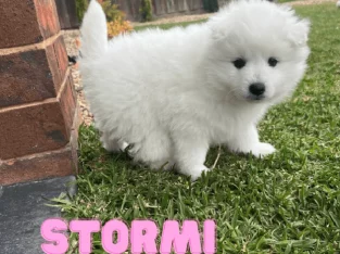 ONLY 1 LEFT!! PREMIUM JAPANESE SPITZ PUPPIES