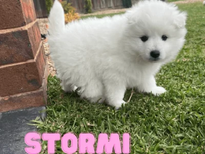 ONLY 1 LEFT!! PREMIUM JAPANESE SPITZ PUPPIES