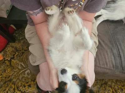 Papillon – Merrigum