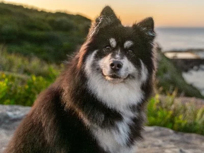 Pedigree Finnish Lapphund Puppies for Sale