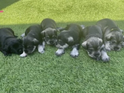 Planned litter October 2024