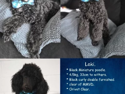 Poodle Mini – Gilston