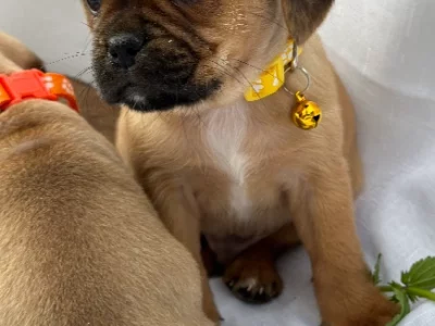 Pugalier (Pug x King Charles Cavalier) – Delivery available to SYD/MEL