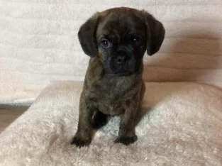PUGALIER PUPPIES FOR SALE (READY NOW)