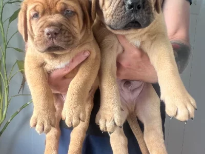 Pups Dogue de Bordeaux
