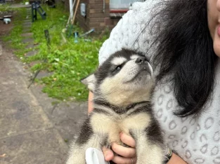 Purebred Alaskan Malamute Puppies