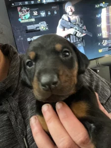 Purebred Doberman puppies