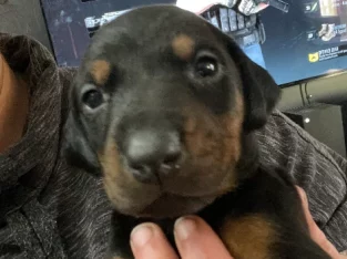 Purebred Doberman puppies