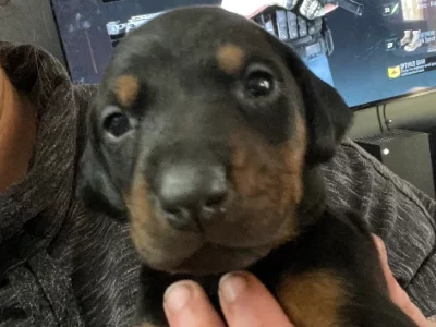 Purebred Doberman puppies