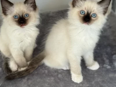 Ragdoll – Brookfield