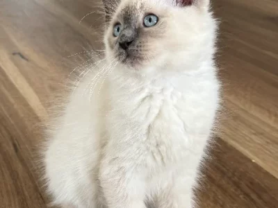 Ragdoll – Brookfield