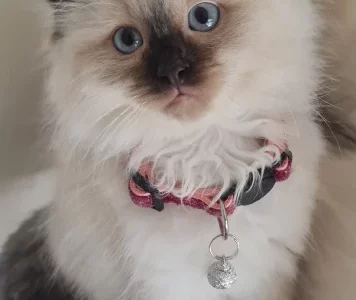 Ragdoll – Dandenong North