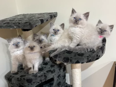 Ragdoll – Hillside