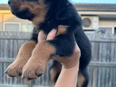 Rottweiler – Boondall